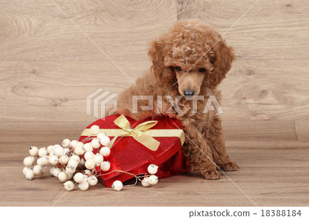 Poodle puppy with red heart 18388184