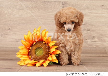 Toy poodle puppy with sunflower 18388185