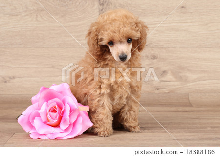 Dwarf poodle puppy with rose flower 18388186