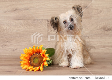 Chinese shaggy crested dog 18388192