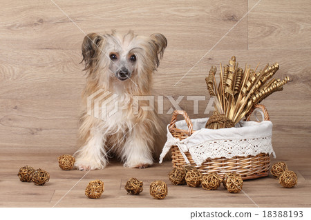 Chinese Crested dog near basket with dried flowers 18388193