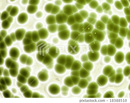 Organic cell texture Organic cell texture 18388510