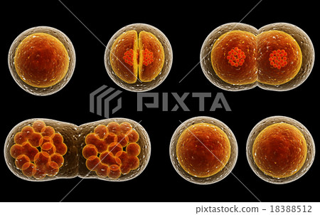 Process division of cell Process division of cell 18388512