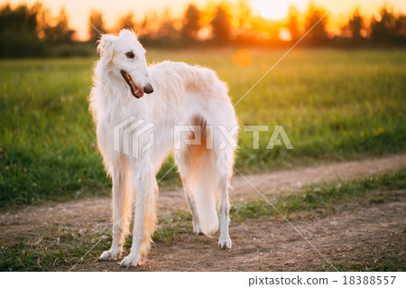 White Russian Dog, Borzoi, Hunting dog in Summer White Russian Dog, Borzoi, Hunting dog in Summer 18388557