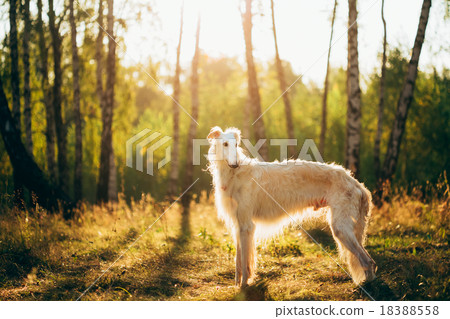 White Russian Dog, Borzoi, Hunting dog in Summer White Russian Dog, Borzoi, Hunting dog in Summer 18388558