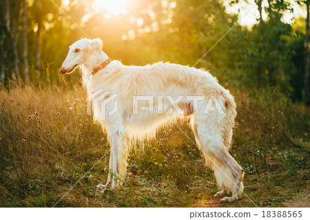 White Russian Dog, Borzoi, Hunting dog in Summer White Russian Dog, Borzoi, Hunting dog in Summer 18388565