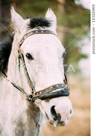 Close Up Portrait Of White Horse Close Up Portrait Of White Horse 18388969