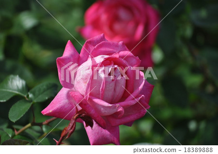 Seika in full bloom Seika in full bloom 18389888