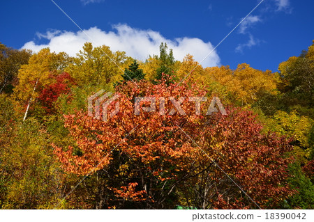 Autumn leaves of Toyohira Gorge Autumn leaves of Toyohira Gorge 18390042