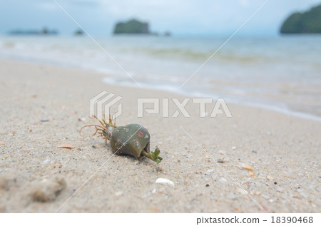 馬來西亞蘭卡威紅樹林的活力 18390468