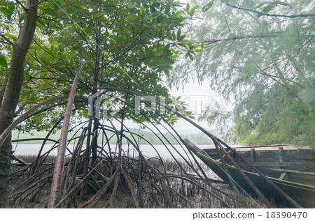 馬來西亞蘭卡威紅樹林灣 18390470