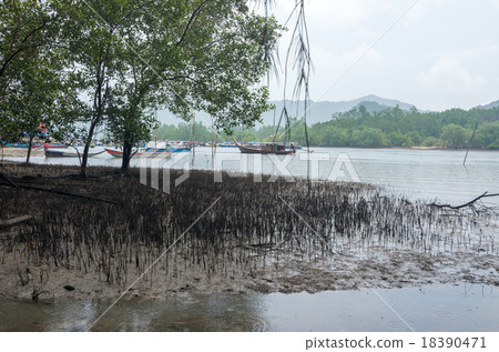 馬來西亞蘭卡威紅樹林灣 18390471