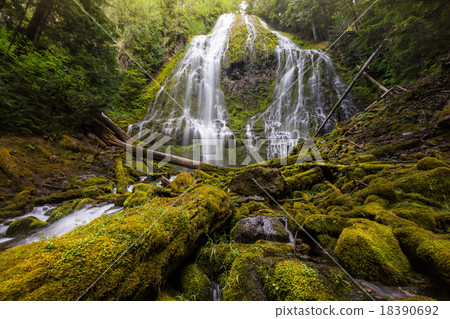 proxy falls in oregon rain forest. proxy falls in oregon rain forest. 18390692