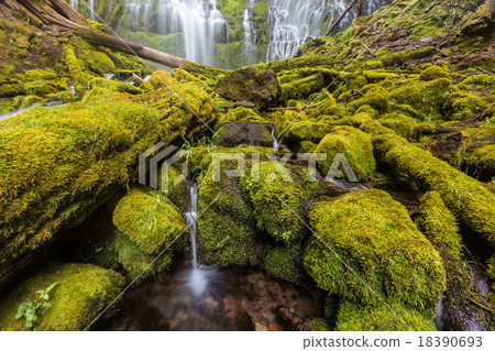 proxy falls in oregon rain forest. proxy falls in oregon rain forest. 18390693