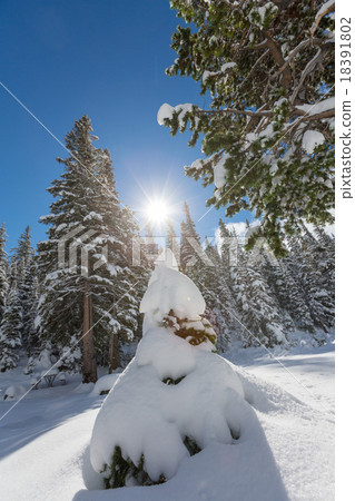 Winter forest 18391802