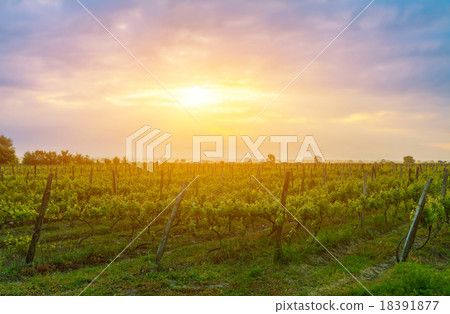 sunset over vines in Kakheti region 18391877
