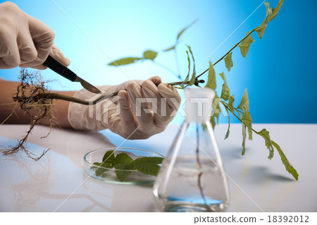 Laboratory glassware equipment, Experimental plant Laboratory glassware equipment, Experimental plant 18392012