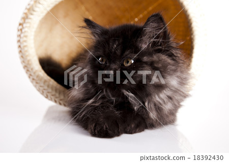 Small gray kitten, cute pet colorful theme Small gray kitten, cute pet colorful theme 18392430