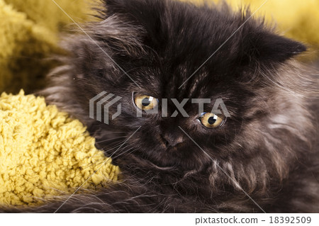 Little gray kitten, cute pet colorful theme Little gray kitten, cute pet colorful theme 18392509