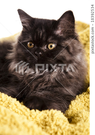 Little gray kitten, cute pet colorful theme Little gray kitten, cute pet colorful theme 18392534