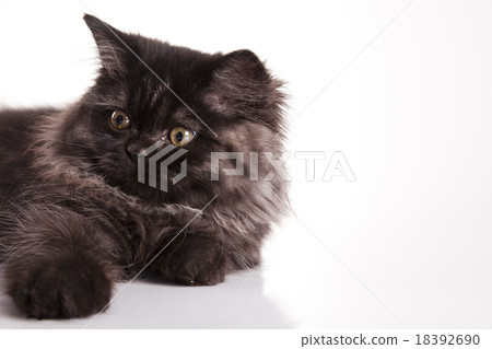 Kitten on a white background, cute pet colorful Kitten on a white background, cute pet colorful 18392690