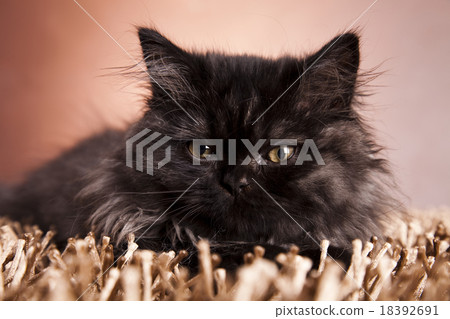 Kitten on a white background, cute pet colorful Kitten on a white background, cute pet colorful 18392691