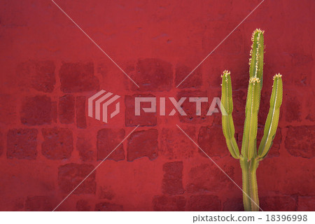 Green Cactus over red wall, Arequipa, Peru 18396998