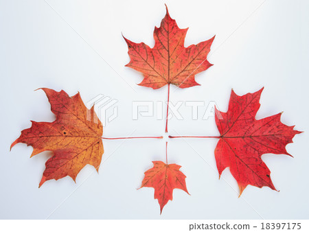 collection beautiful colorful autumn leaves collection beautiful colorful autumn leaves 18397175