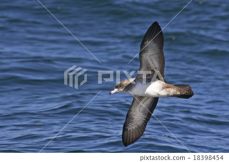 Flying Pink-footed Shearwater 18398454