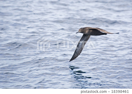 Sooty Shearwater gliding over the sea 18398461