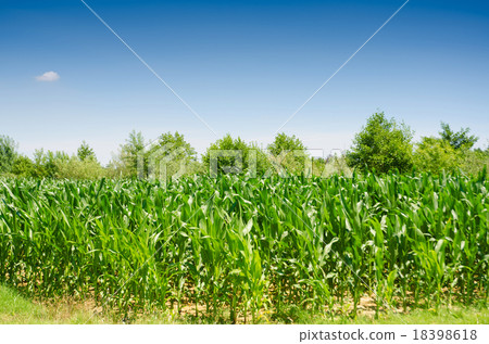 Corn field on bright summer day Corn field on bright summer day 18398618