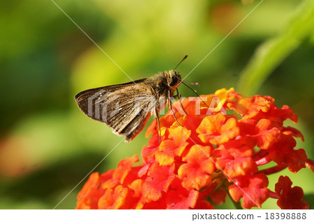 Insect Insect 18398888
