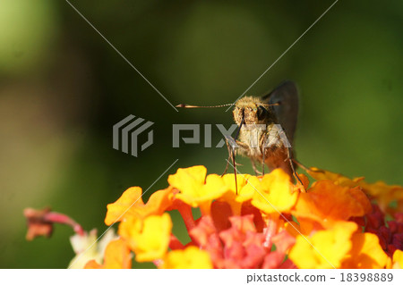 Insect Insect 18398889
