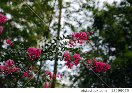 Sulpery flower -1 Sulpery flower -1 18399079