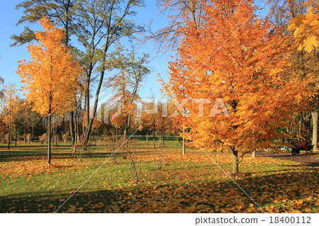 yellow bright autumn park 18400112