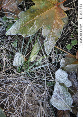 leaves and grass covered with hoarfrost 18400113