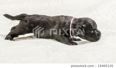 Small puppi breed Miniature Schnauzer 18400126
