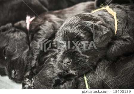 Small group puppi breed Miniature Schnauzer Small group puppi breed Miniature Schnauzer 18400129