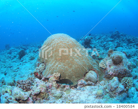 Palm's Hamasango Palm's Hamasango 18400584