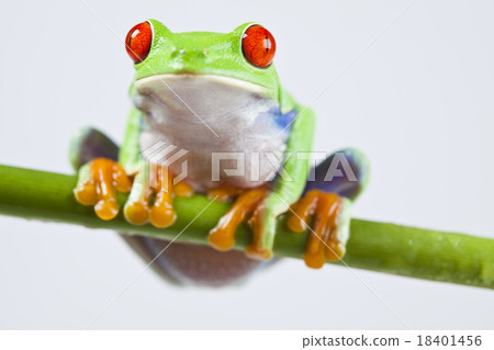 Red eye tree frog on colorful background Red eye tree frog on colorful background 18401456