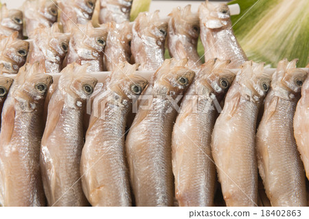 毛鱗魚 18402863