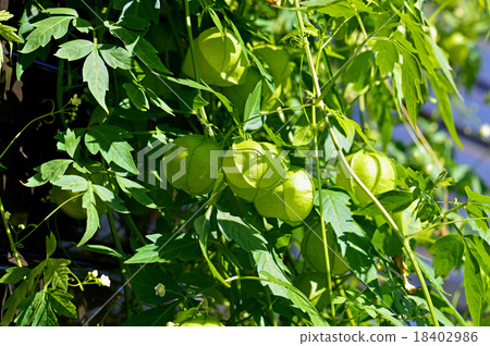Fuzen kazura (balloon kudzu) 18402986