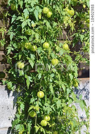 Fuzen kazura(氣球kudzu) Fuzen kazura(氣球kudzu) 18402988