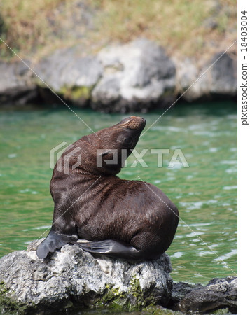 Sea lion 18403004