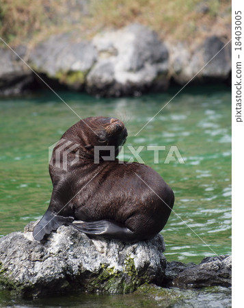 海獅 海獅 18403005