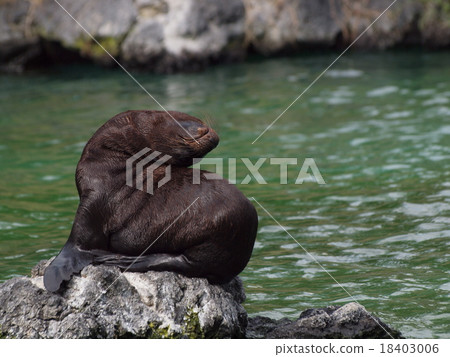 海獅 海獅 18403006