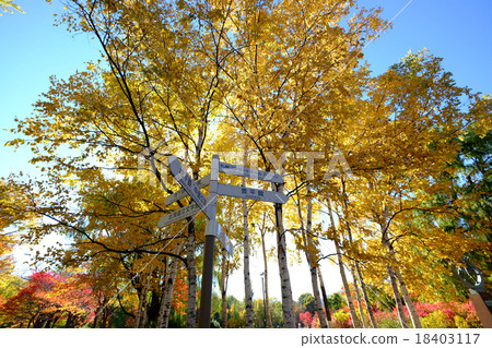Nakajima Park 18403117