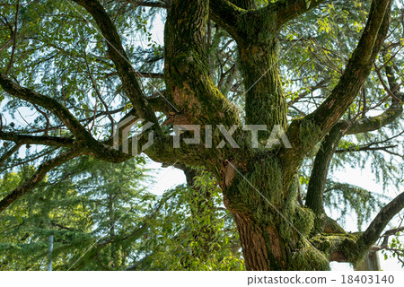 Enemies of cranes plant trees 18403140