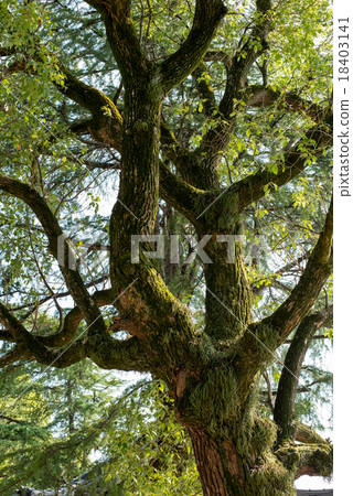 樹和起重機植物 樹和起重機植物 18403141