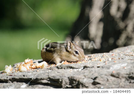 Chip Monk Chip Monk 18404495